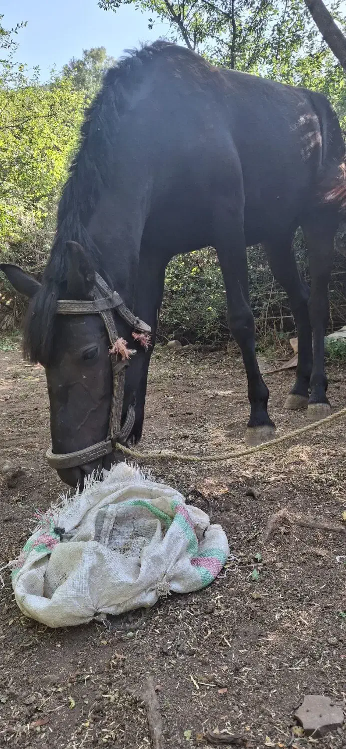 فروش اسب آرام و مطمئن. سالم و بدون بیماری|اسب و تجهیزات اسب‌سواری|علی‌آباد کتول, |دیوار