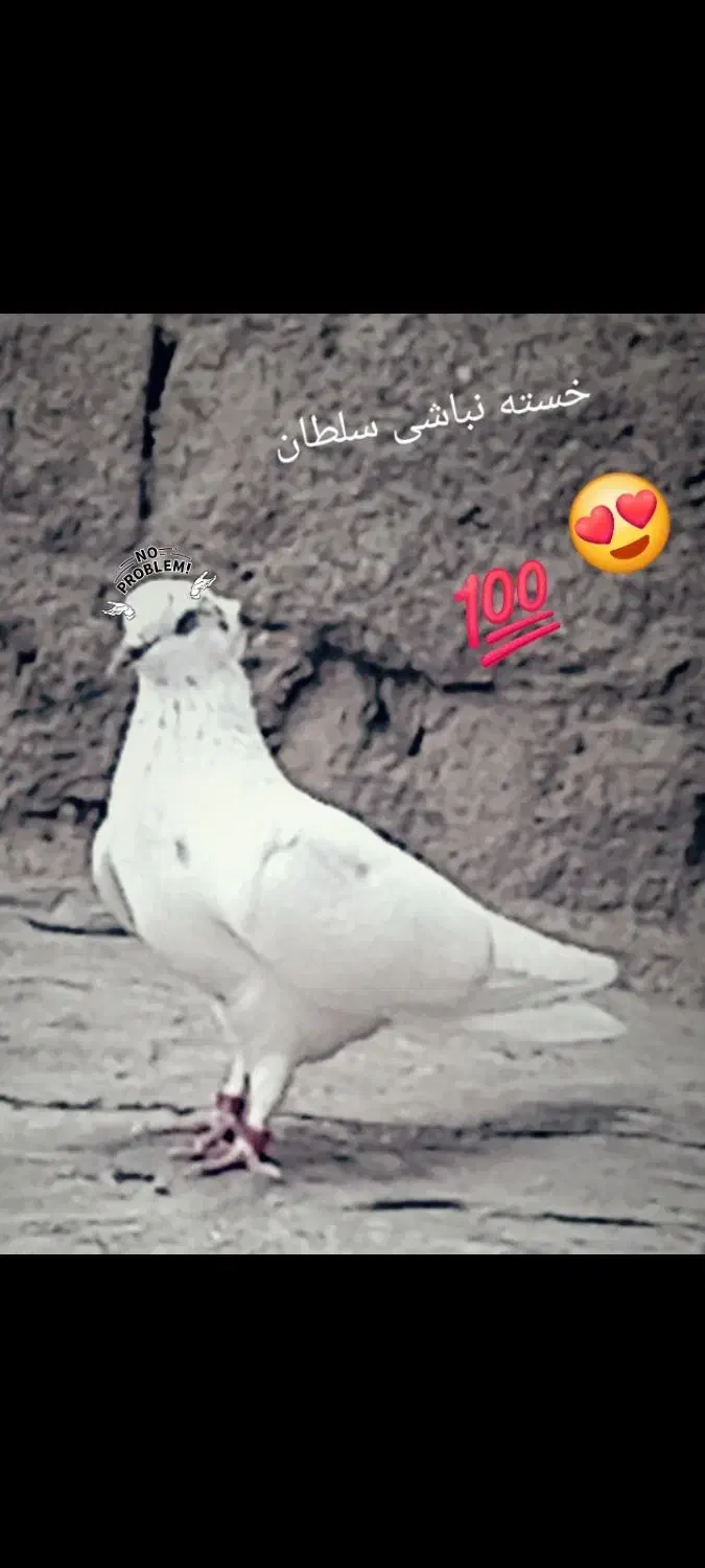 گمشده|حیوانات|بهار, |دیوار