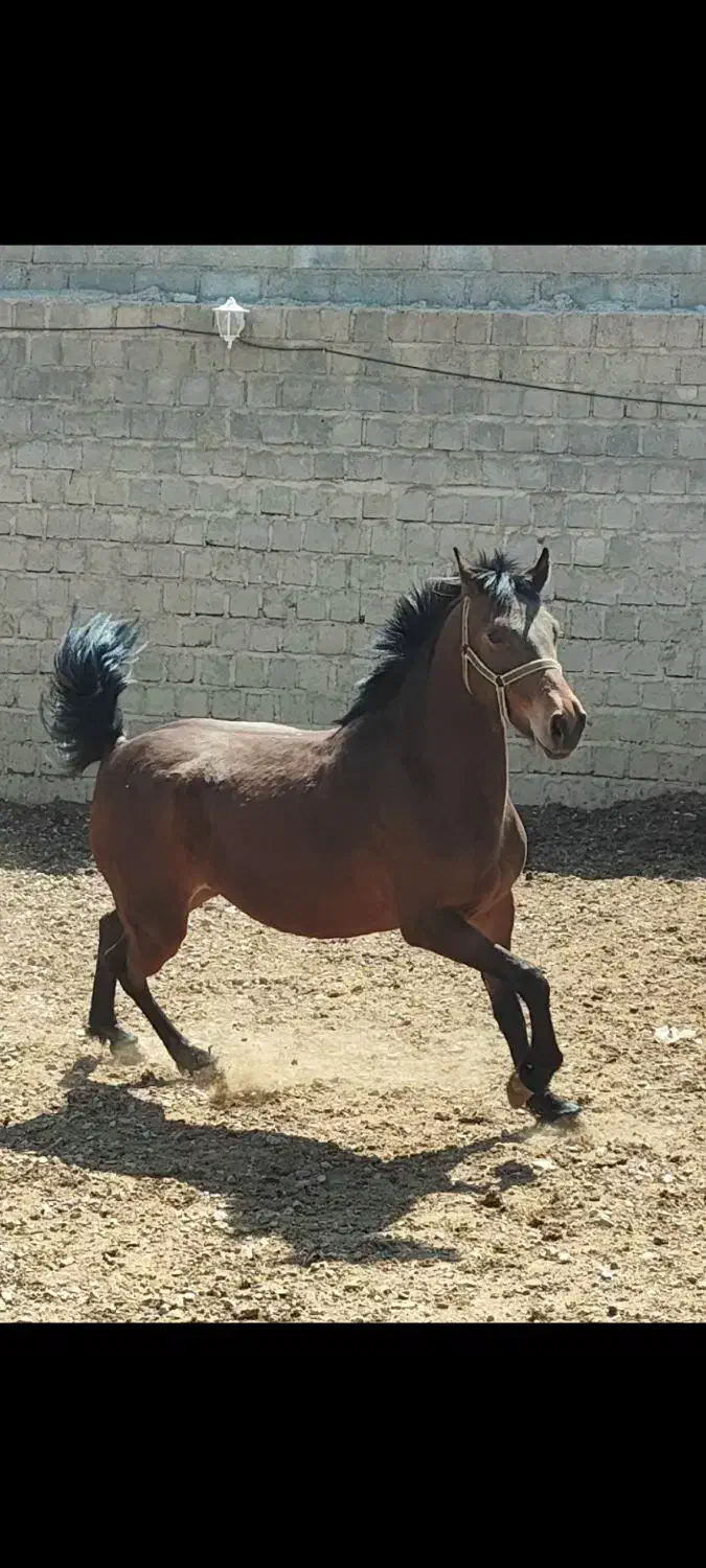 مادیان و کره مادیان نژاد کورد|اسب و تجهیزات اسبسواری|بوکان, |دیوار