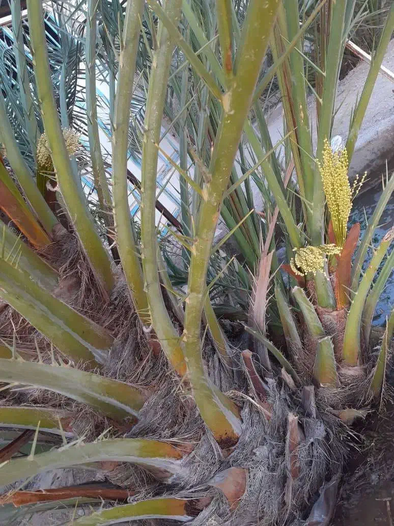 فروش بچه نخل اصل برحی|گل و گیاه طبیعی|بندر ماهشهر, |دیوار