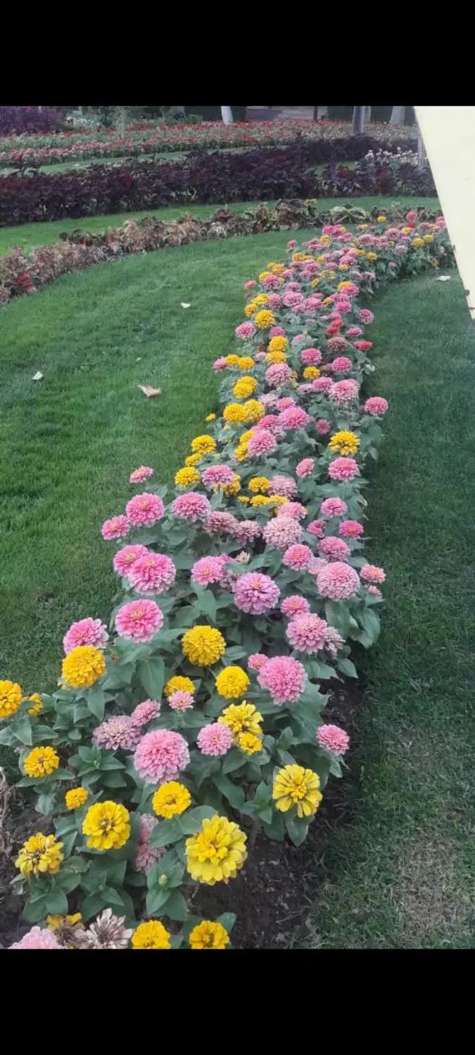 باغچه کاری و باغبانی با بیش از 40سال تجربه|خدمات باغبانی و درختکاری|کرج, عظیمیه|دیوار