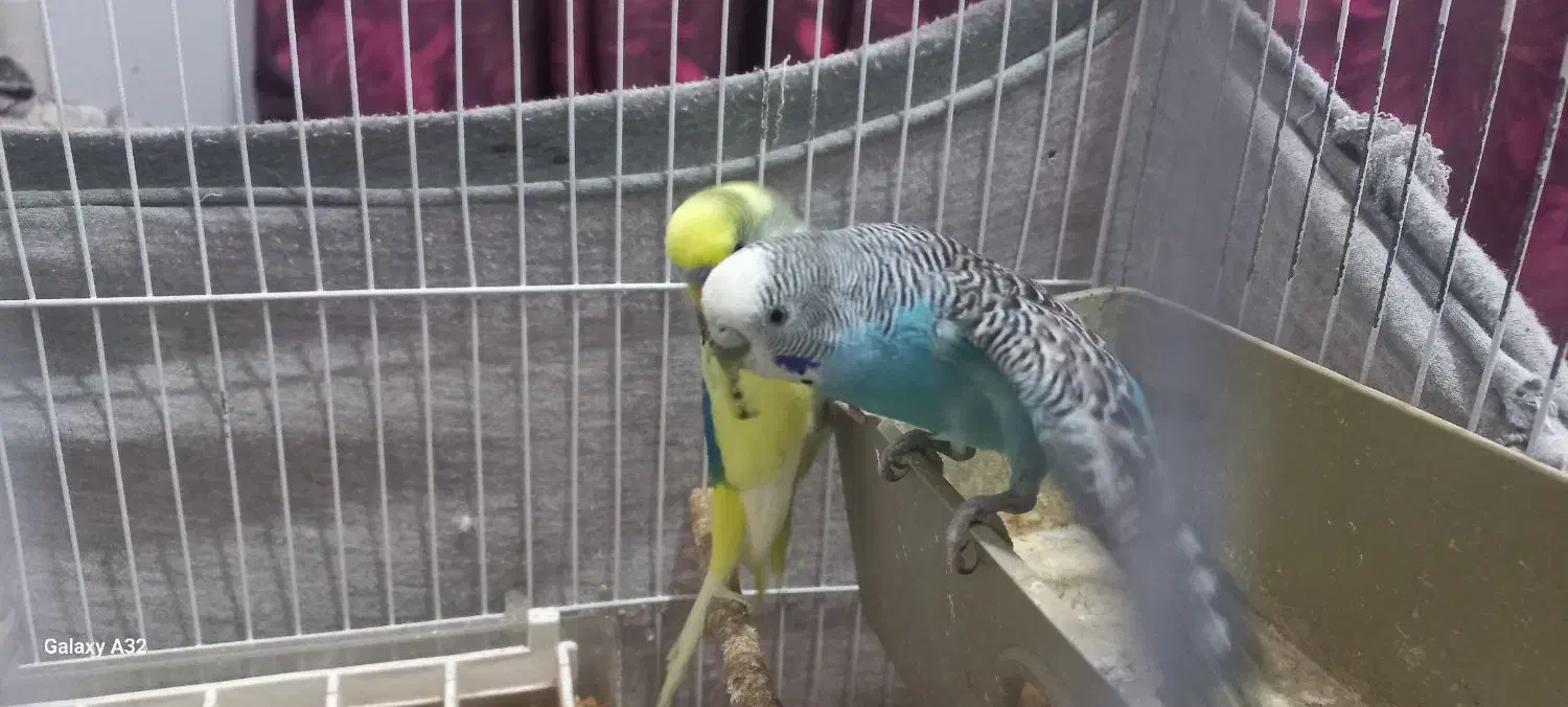 مرغ عشق مولد|پرنده|پاکدشت, شهرک امام رضا|دیوار