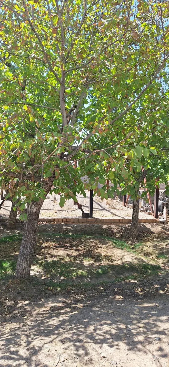 ۳۳۶ متر زمین مشجر  با ۶۰ متر جواز|فروش خانه و ویلا|تفرش, |دیوار