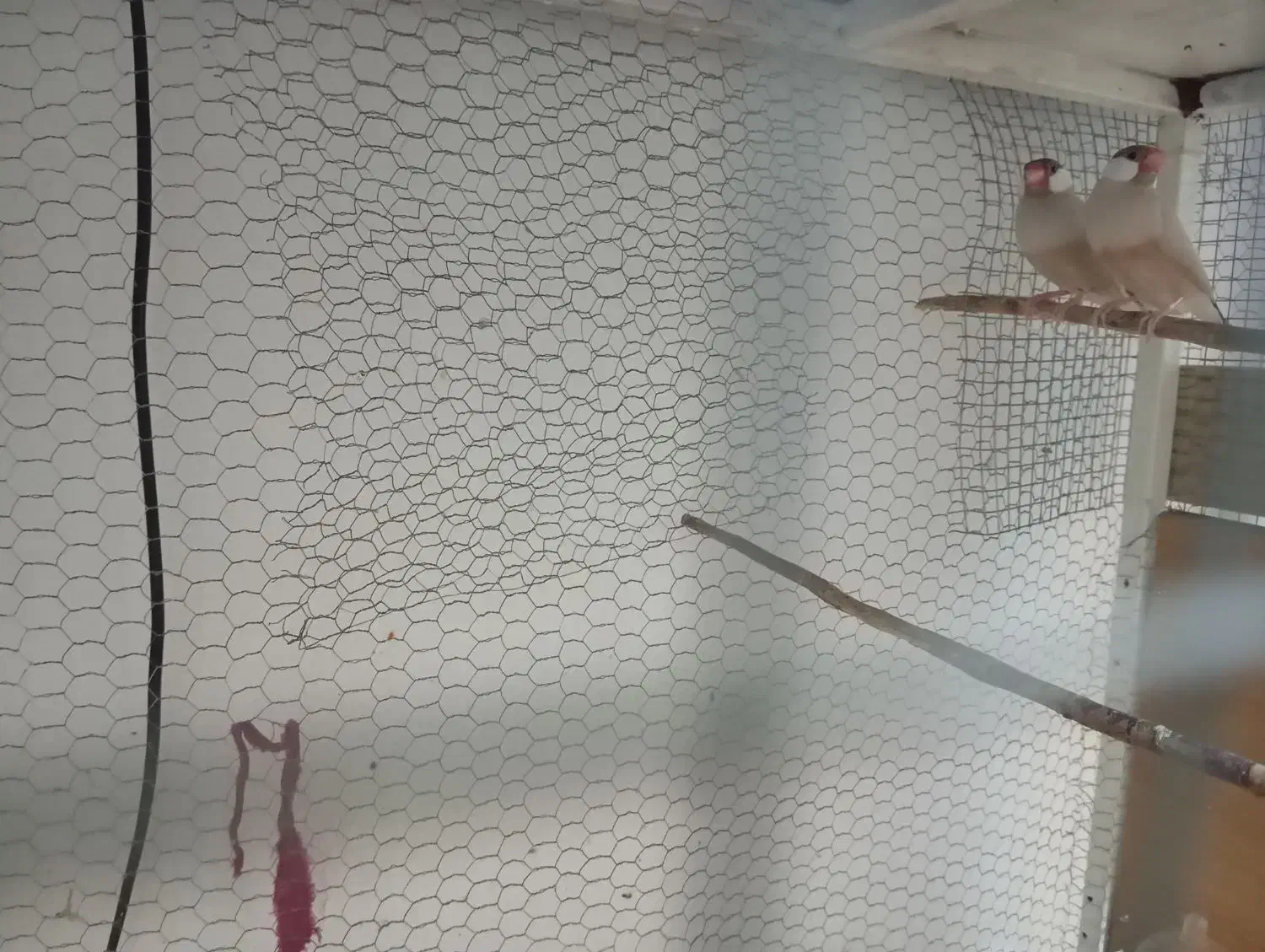 فنچ نرگسی شکلاتی|پرنده|هندیجان, |دیوار