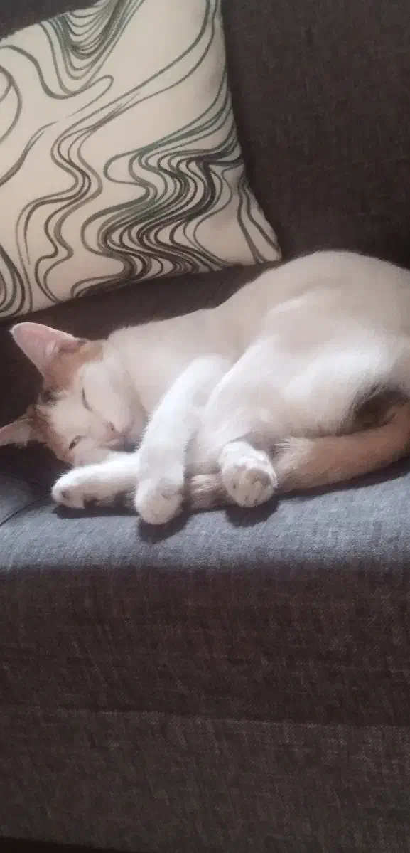 واگذاری رایگان گربه ماده|گربه|کرج, شهرک یاس شمالی|دیوار