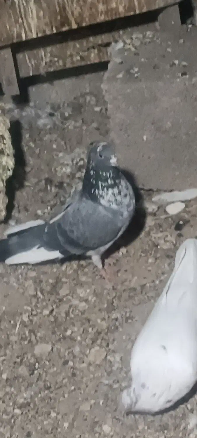 4عدد کبوتر ماده|پرنده|ایلام, |دیوار