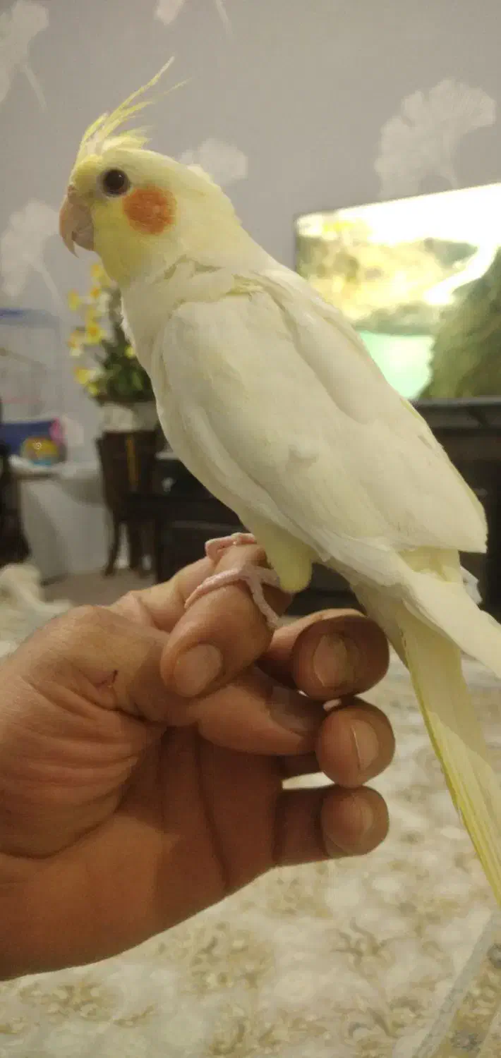 عروس سه لوتینو یه اهوی یکی دستی هس|پرنده|ماکو, |دیوار