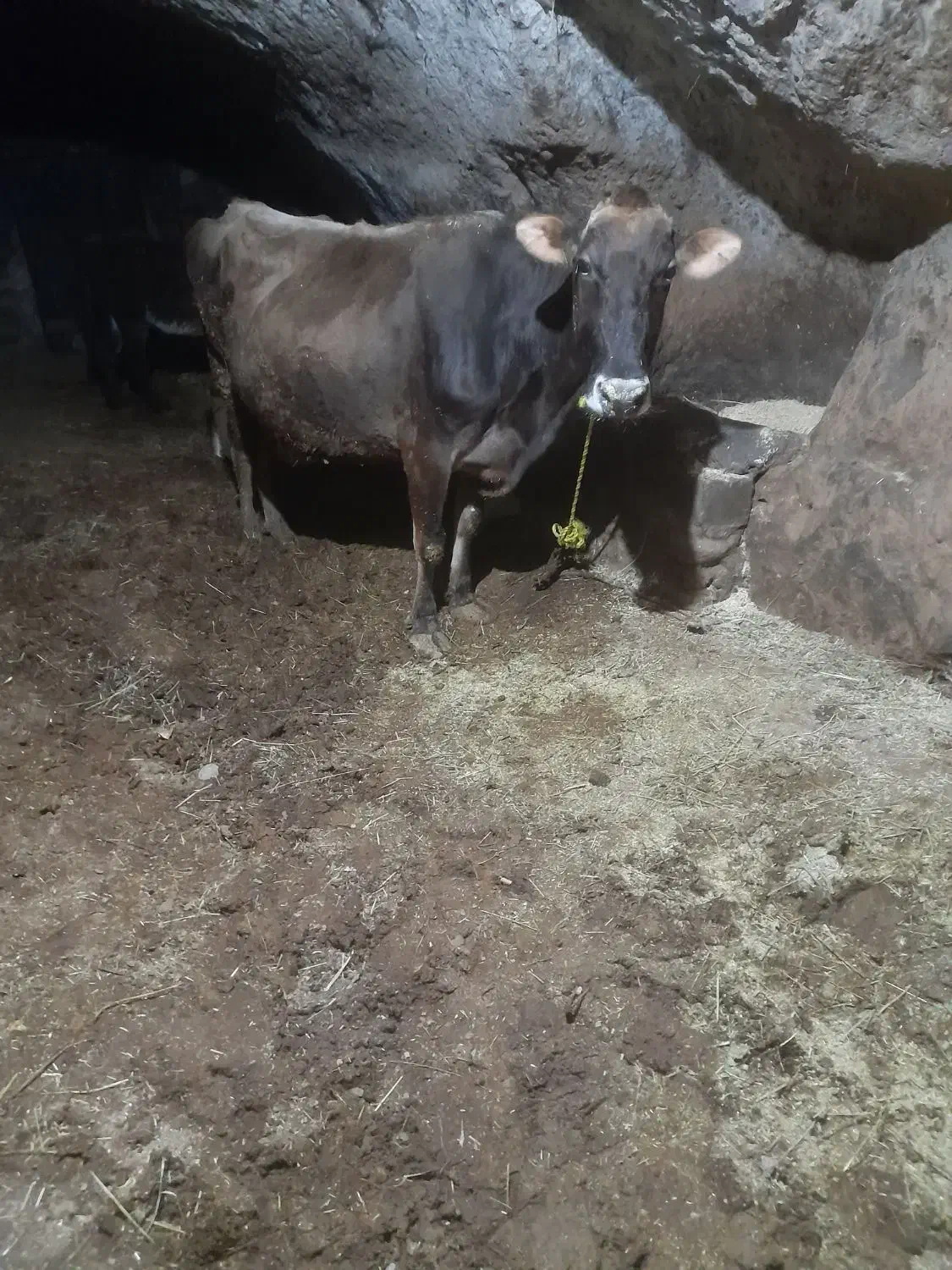 گاو سوئیس|حیوانات مزرعه|هشترود, |دیوار