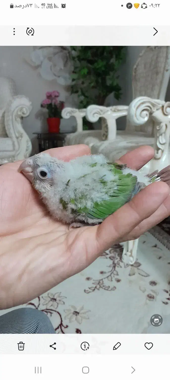 جوجه گرینچیک|پرنده|دلیجان, |دیوار