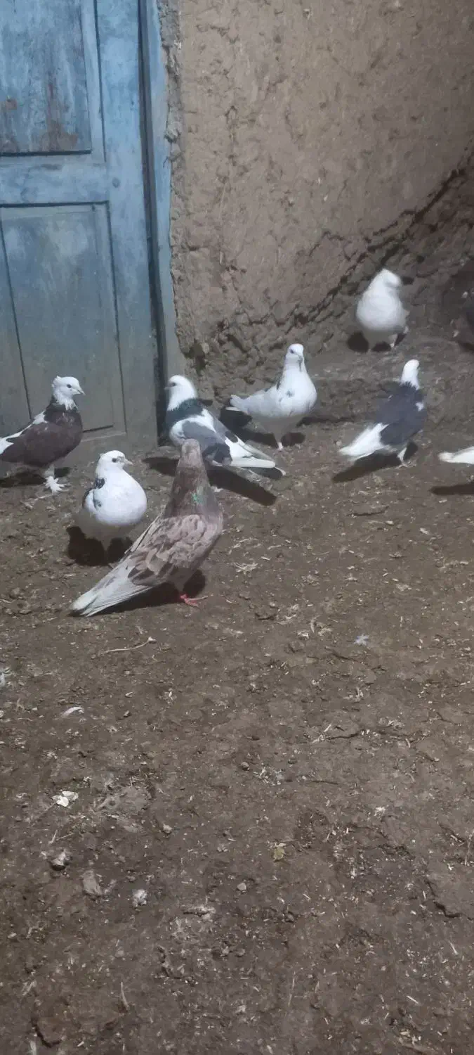 کفترگردن کلفت مخصوص جفتگاه|پرنده|علیآباد کتول, |دیوار