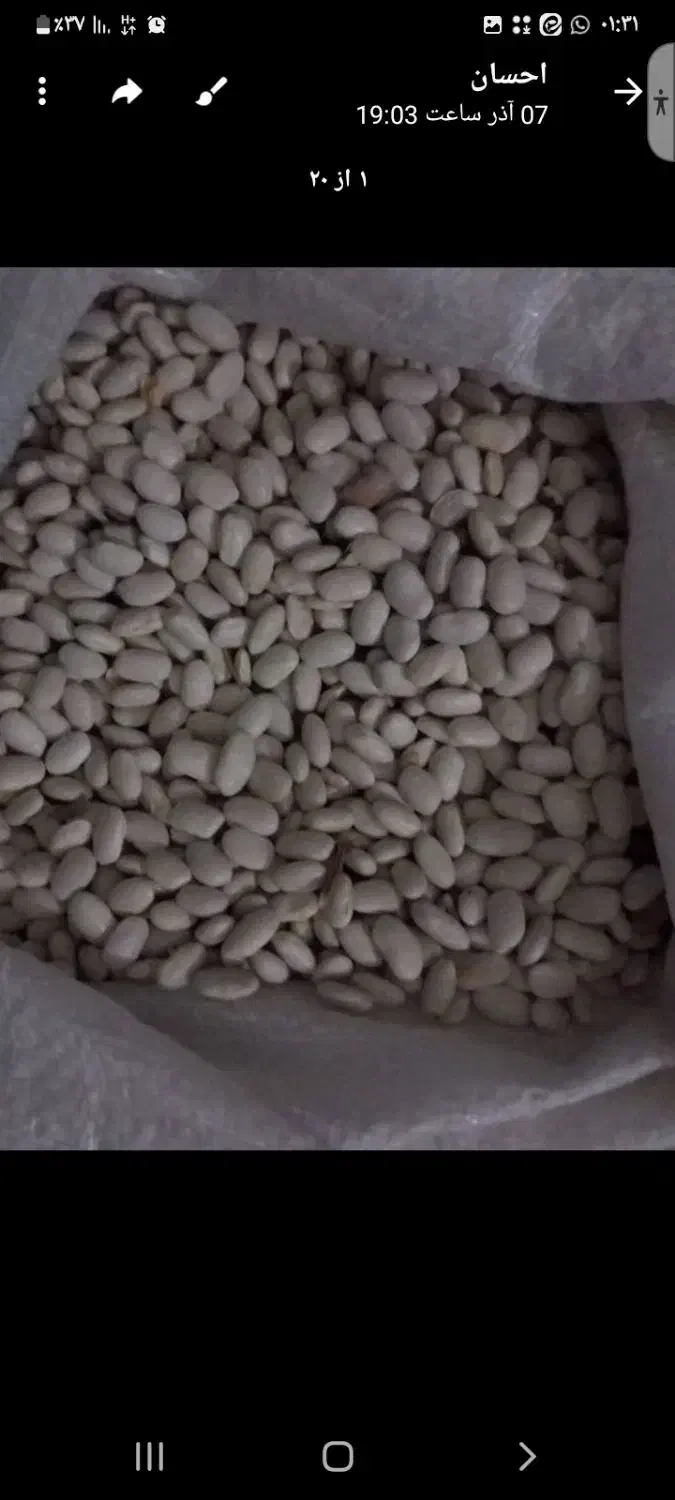 ۳۰۰کیلو لوبیا سفید فروشی|خوردنی و آشامیدنی|دلیجان, |دیوار