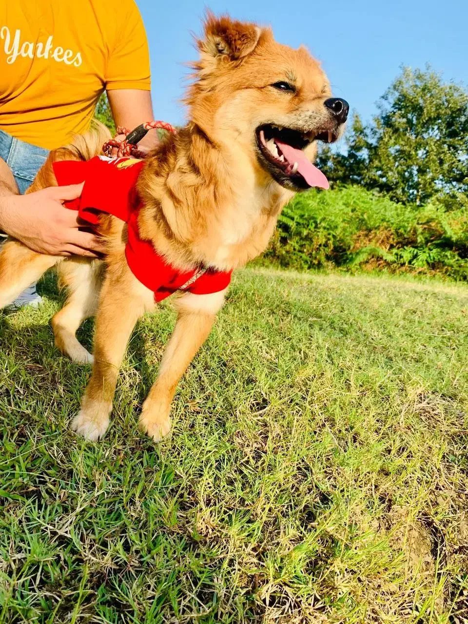 سگ پامر|سگ|لاهیجان, لیل|دیوار