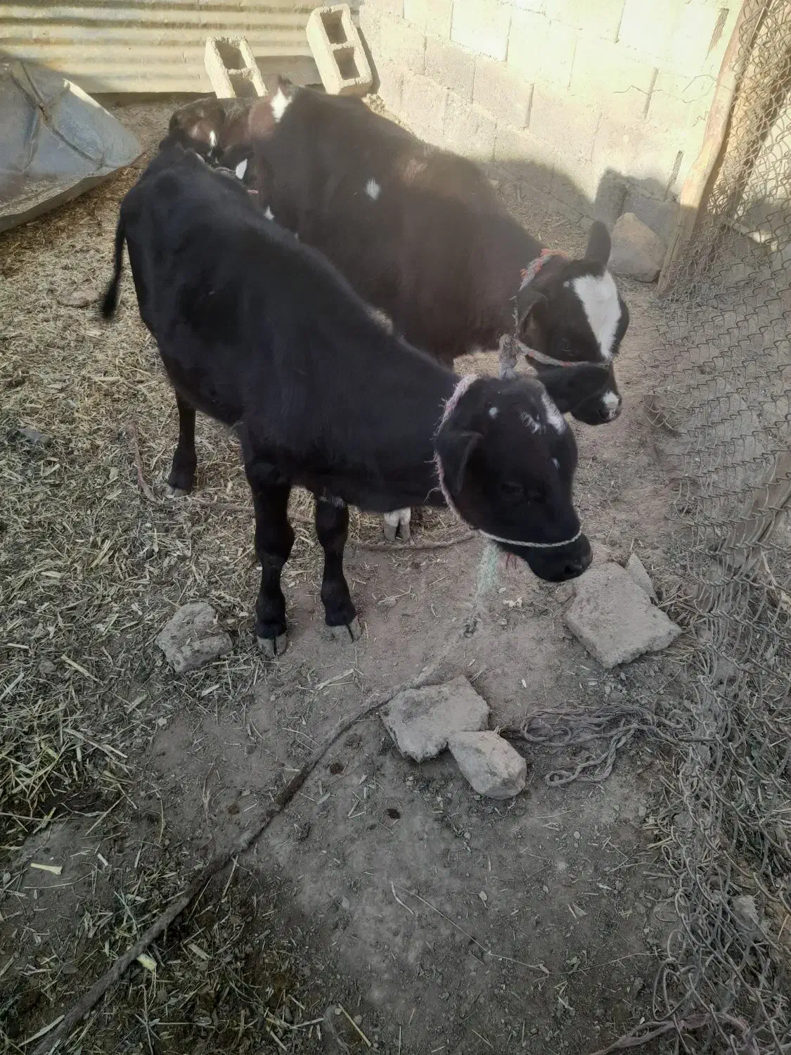 دواداد گوساله نر|حیوانات مزرعه|ارزوئیه, |دیوار