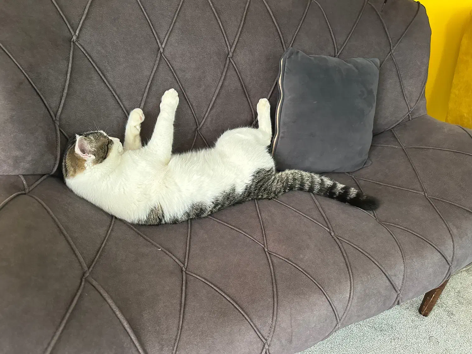 واگذاری گربه|گربه|تهران, تهرانپارس جنوبی|دیوار