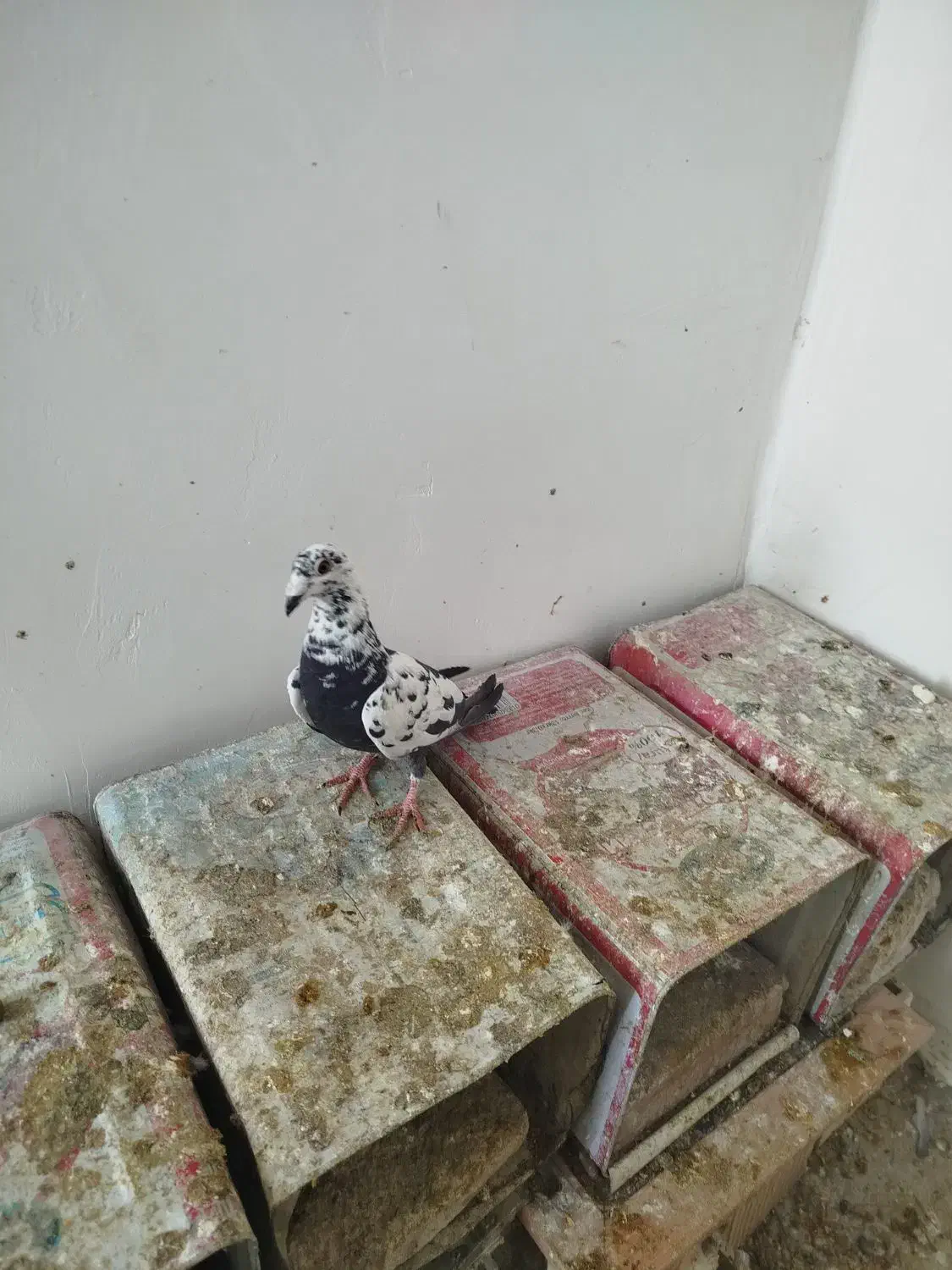 بزک|پرنده|سیدان, |دیوار