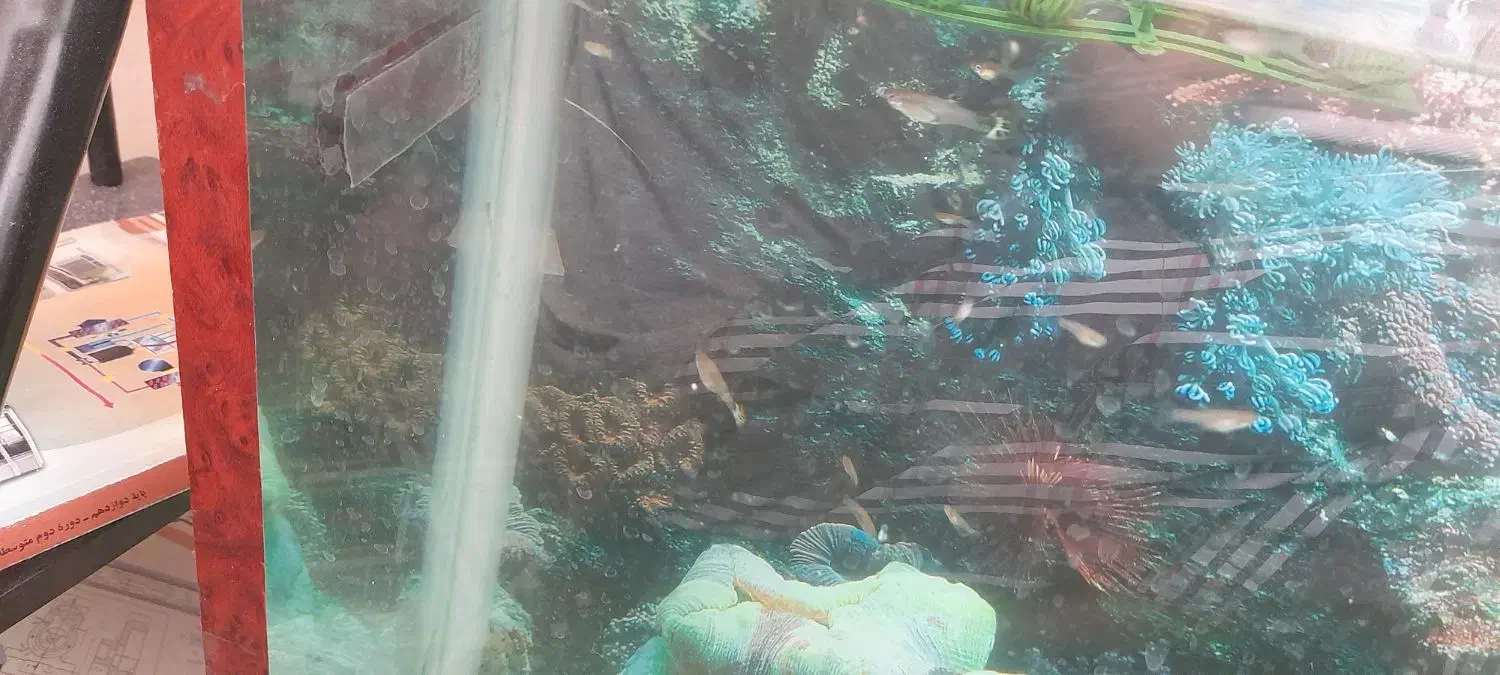 ماهی گوپی|ماهی|ایجرود, |دیوار