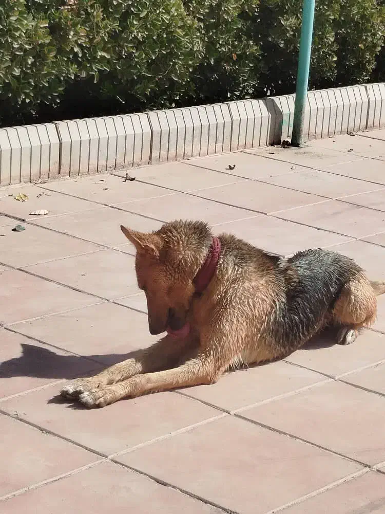 سگ ژرمن ورکلاین ماده|سگ|هشتگرد, ینگی امام|دیوار