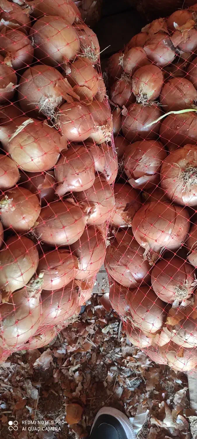 پیاز|عمدهفروشی|تهران, شهرک شریعتی|دیوار