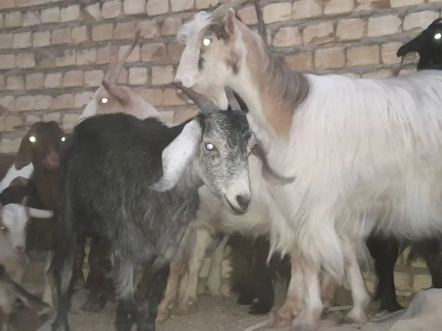 تعدادی بز بزغاله دار جوان|حیوانات مزرعه|رامند, |دیوار