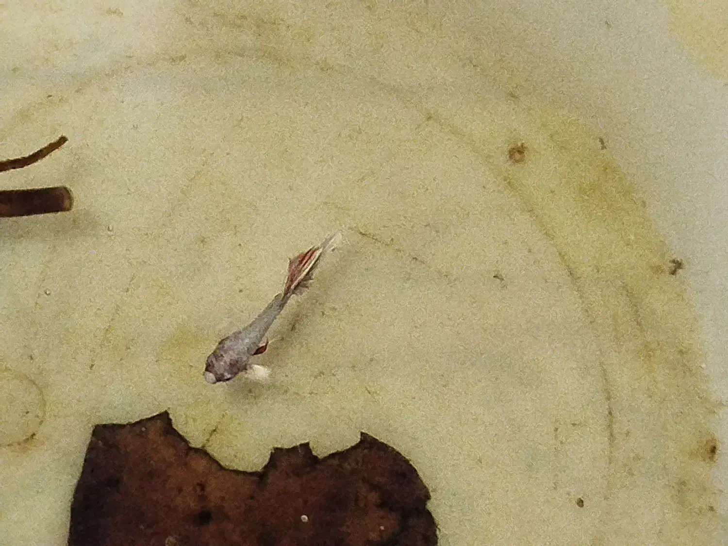 ماهی|ماهی|کرج, حصارک پایین|دیوار