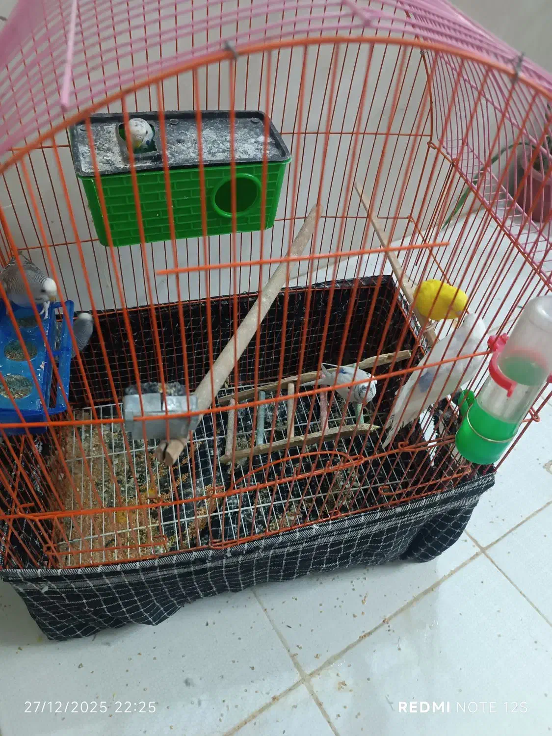 مرغ عشق|پرنده|شیراز, گل سرخ|دیوار