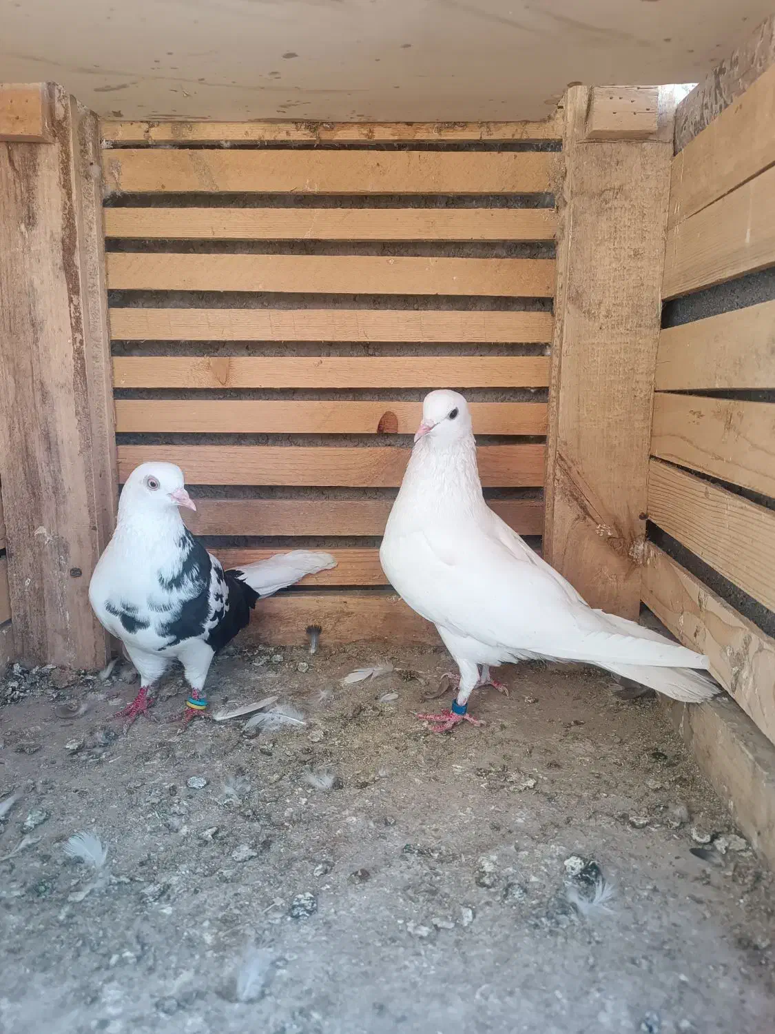 کبوتر کفتر|پرنده|گلستان (تهران), |دیوار