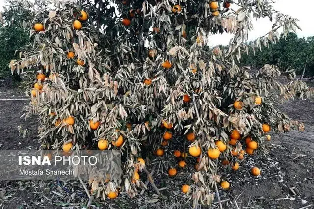 چوب خشک درخت پرتقال مناسب زغال|عمدهفروشی|بم, |دیوار