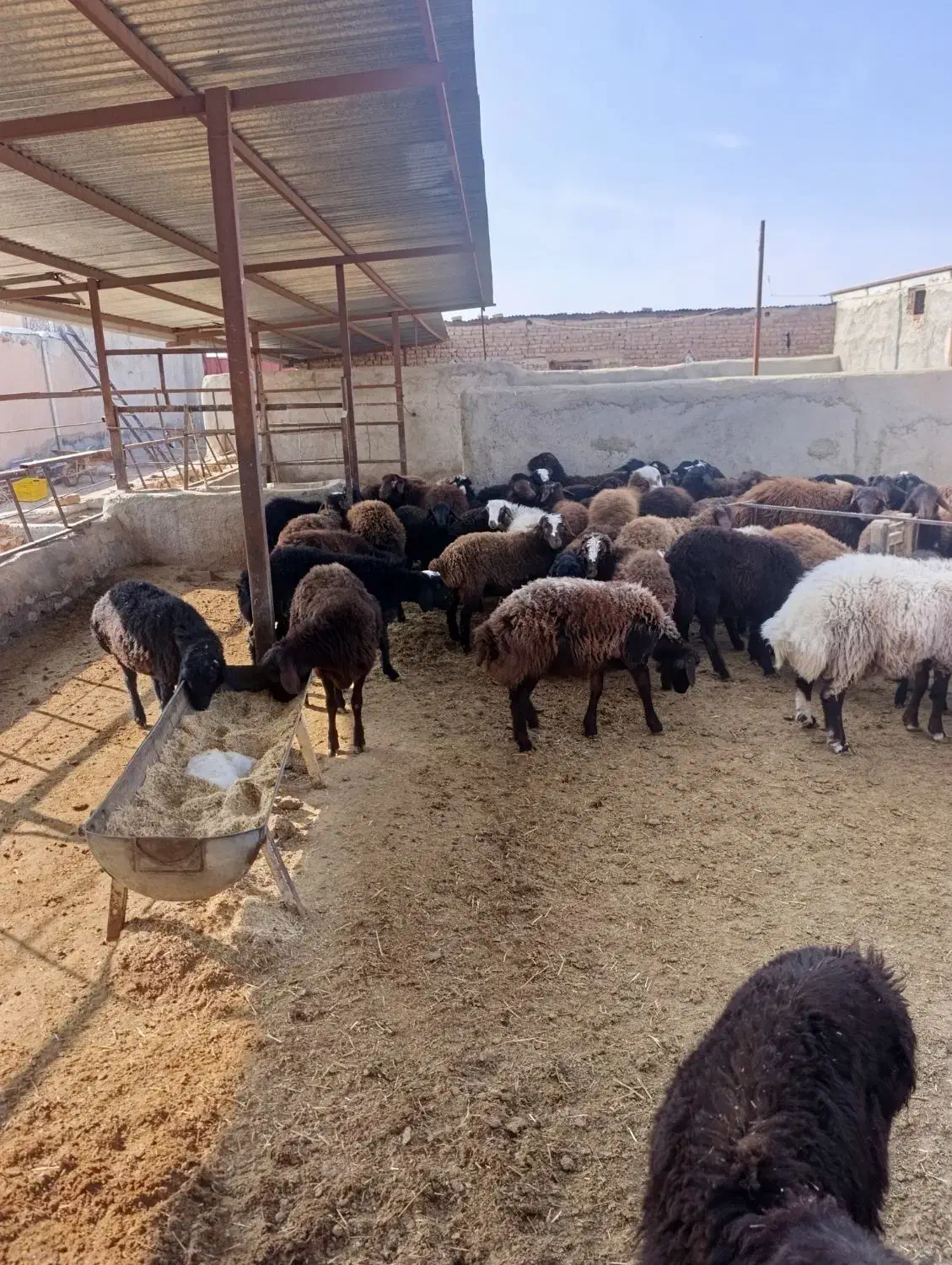 بره نر|حیوانات مزرعه|اسفرورین, |دیوار