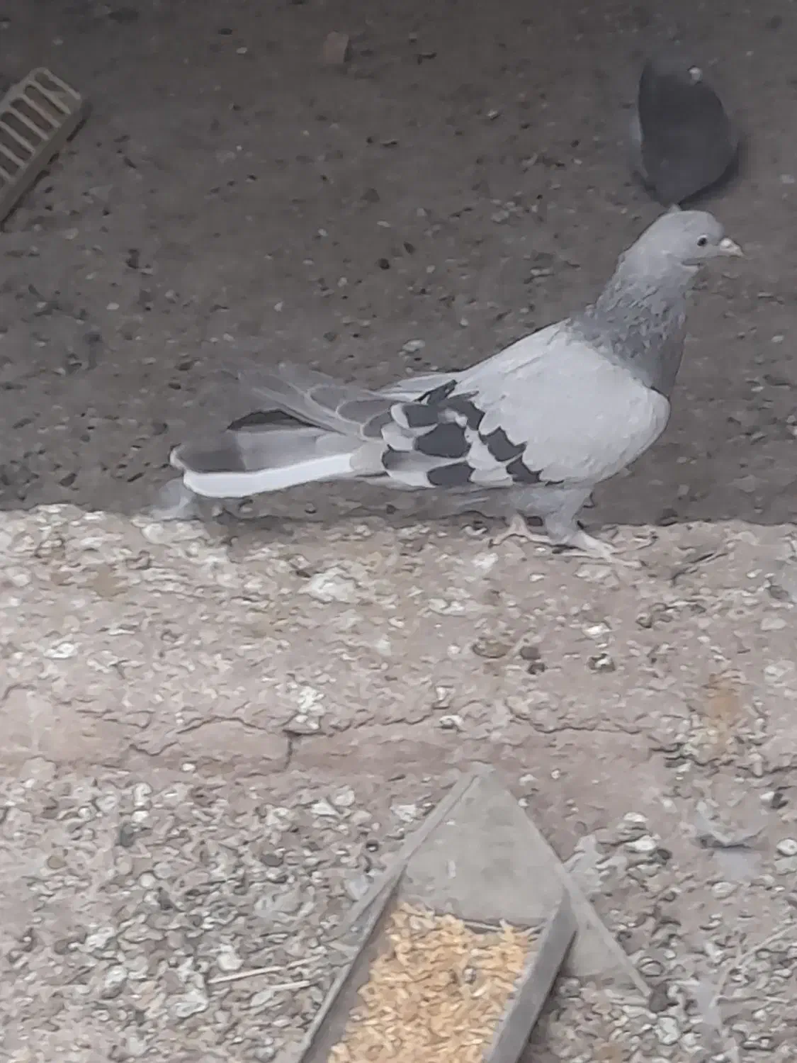 مفلق|پرنده|بابا حیدر, |دیوار