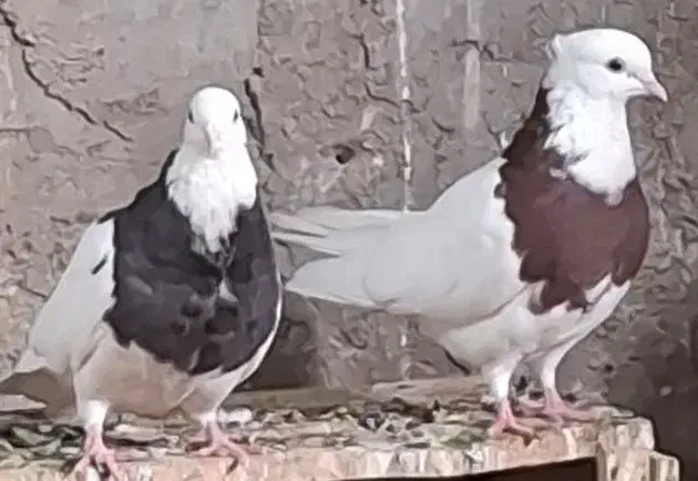 طوقی ماده|پرنده|بهبهان, |دیوار