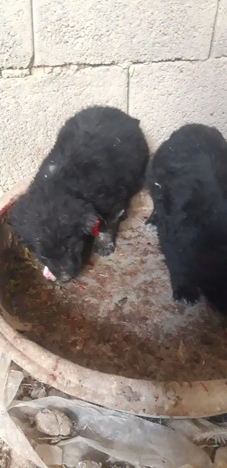 توله قدرجونی|سگ|قهدریجان, |دیوار