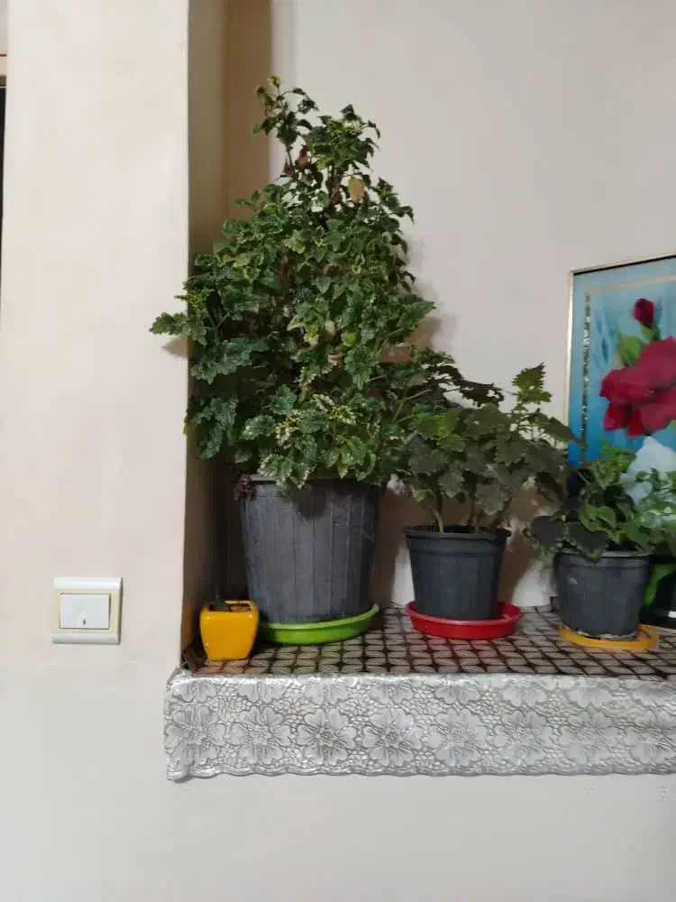 تعدای گل حسن یوسف بفروش|گل و گیاه طبیعی|نجفآباد, قدس|دیوار