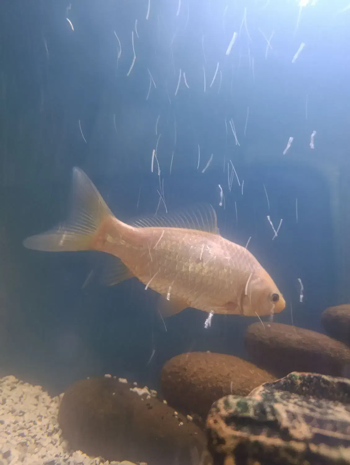 معاوضه کوی با گلدفیش|ماهی|مشهد, ابوذر|دیوار