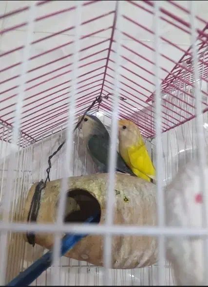 کوتوله برزیلی معاوضه با عروس هلندی|پرنده|تفتان, |دیوار