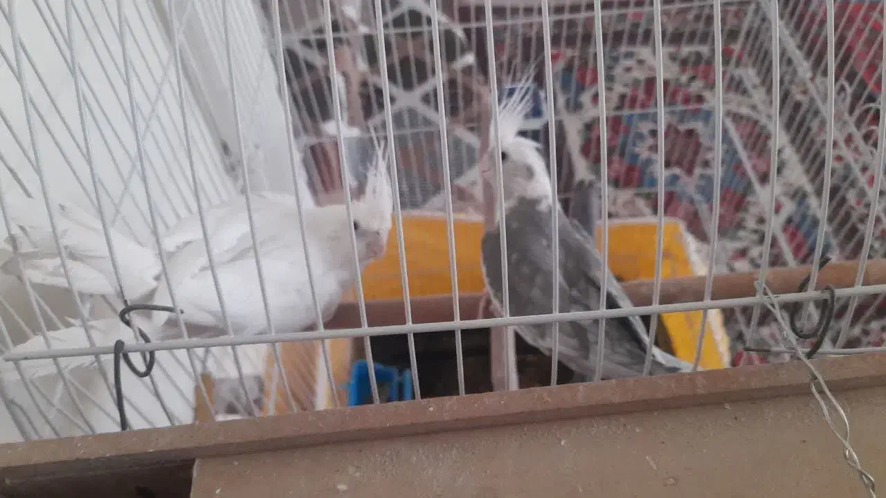 عروس هلندی اورجینال مولد|پرنده|سامان, |دیوار