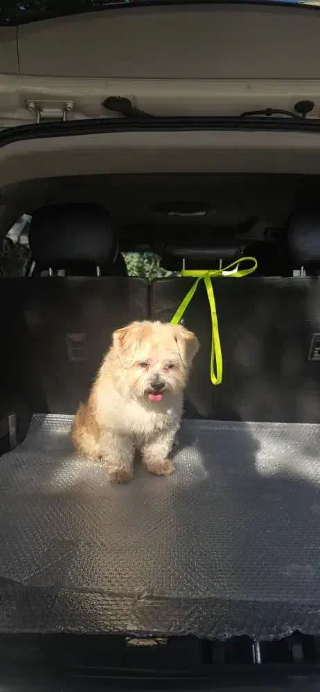 گمشده محدوده شهرک صنعتی خاوران مژدگانی میلیونی|حیوانات|خاوران, |دیوار