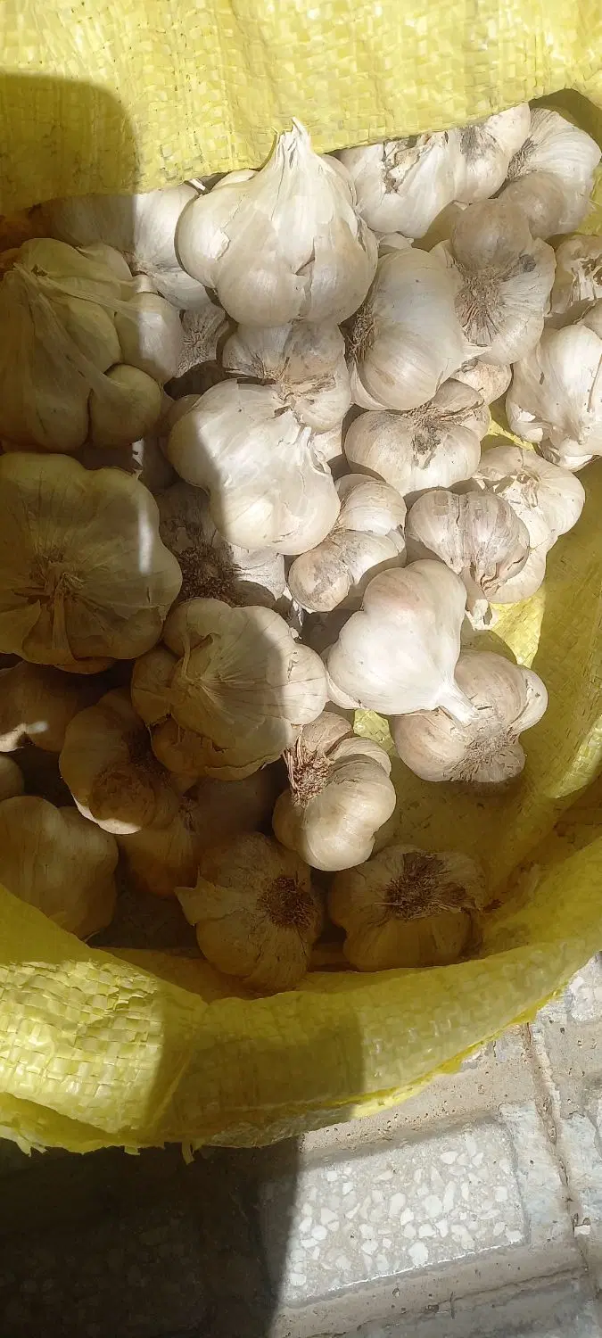 سیر|خوردنی و آشامیدنی|کرمانشاه, |دیوار