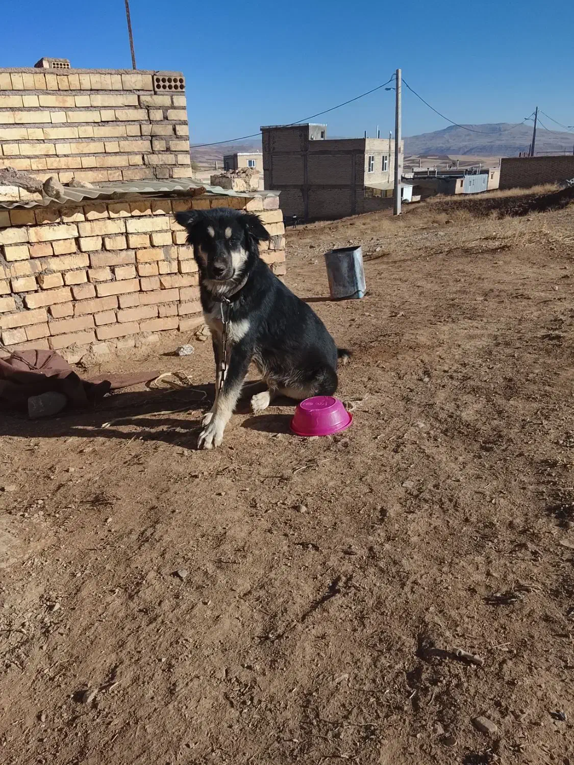 سگ نگهبان|سگ|تکاب, |دیوار