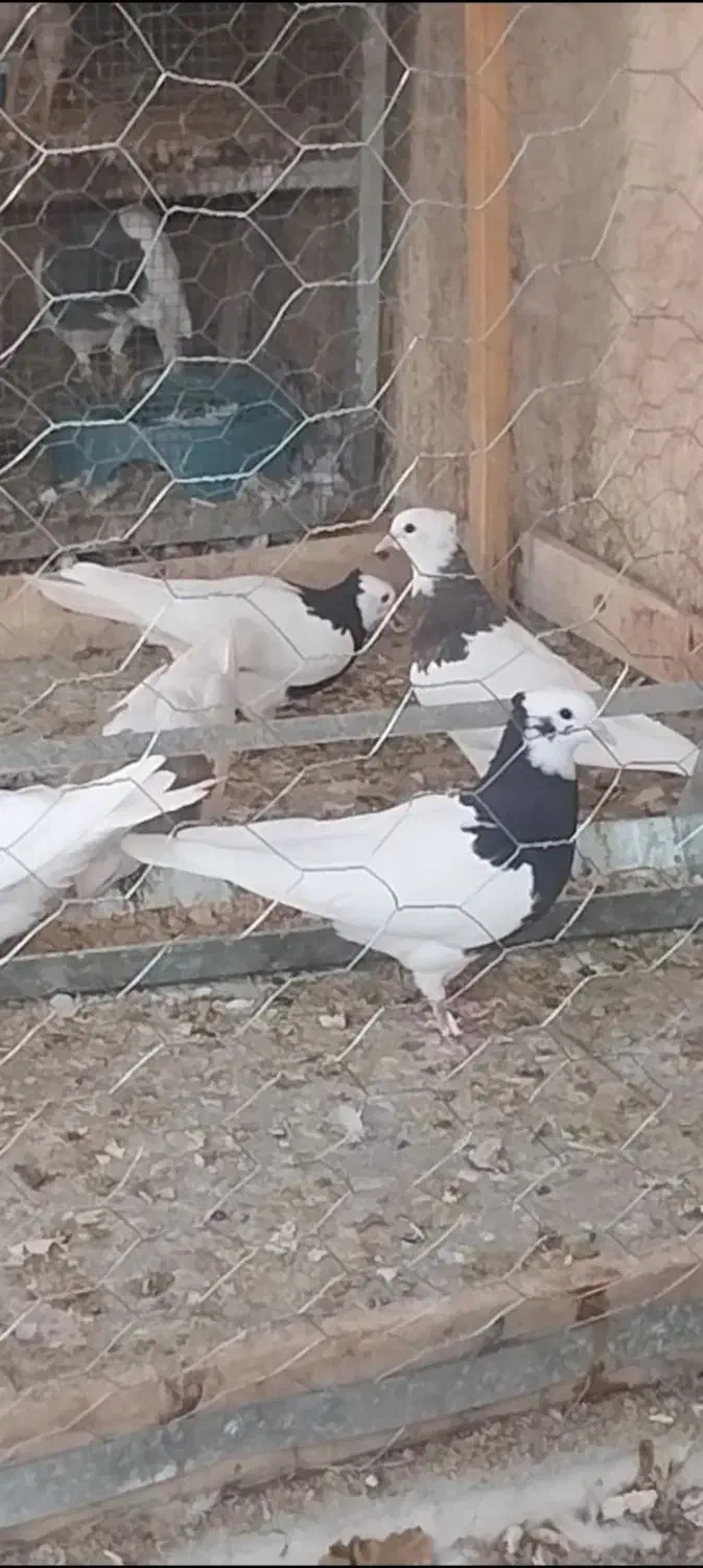 کفتر طوقی|حیوانات مزرعه|یزد, |دیوار