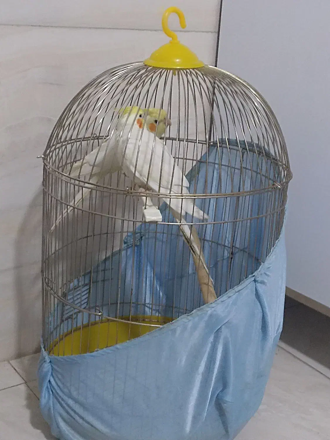 عروس هلندی بازی گوش وسخنگو|پرنده|صباشهر, |دیوار