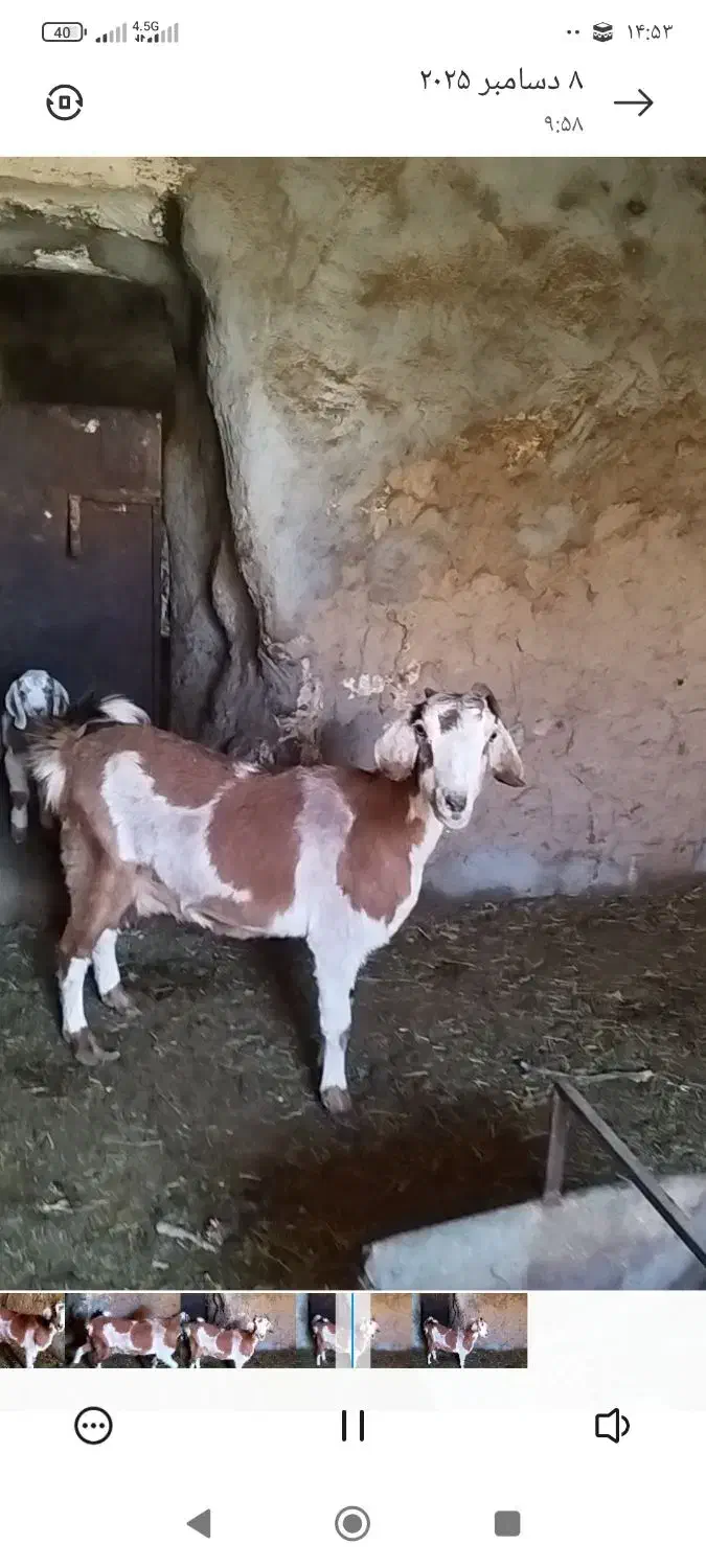 بزوکهره|حیوانات مزرعه|بهاباد, |دیوار