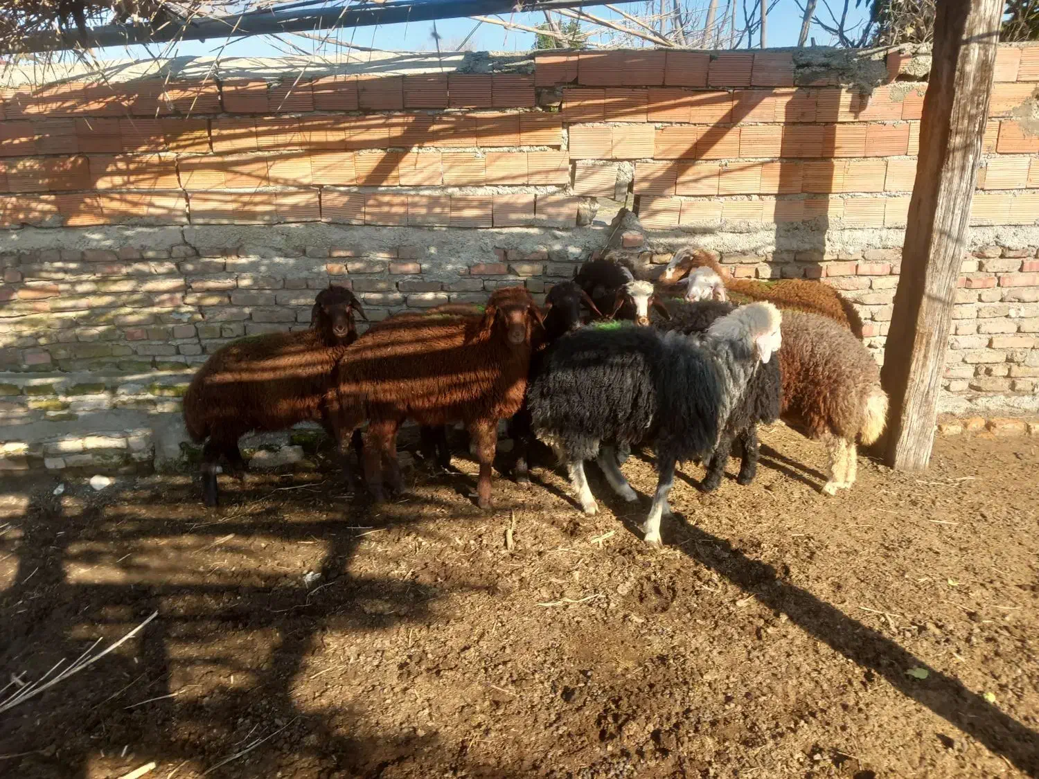 ۱۰ عدد بره شیر مست|حیوانات مزرعه|سیمین شهر, |دیوار