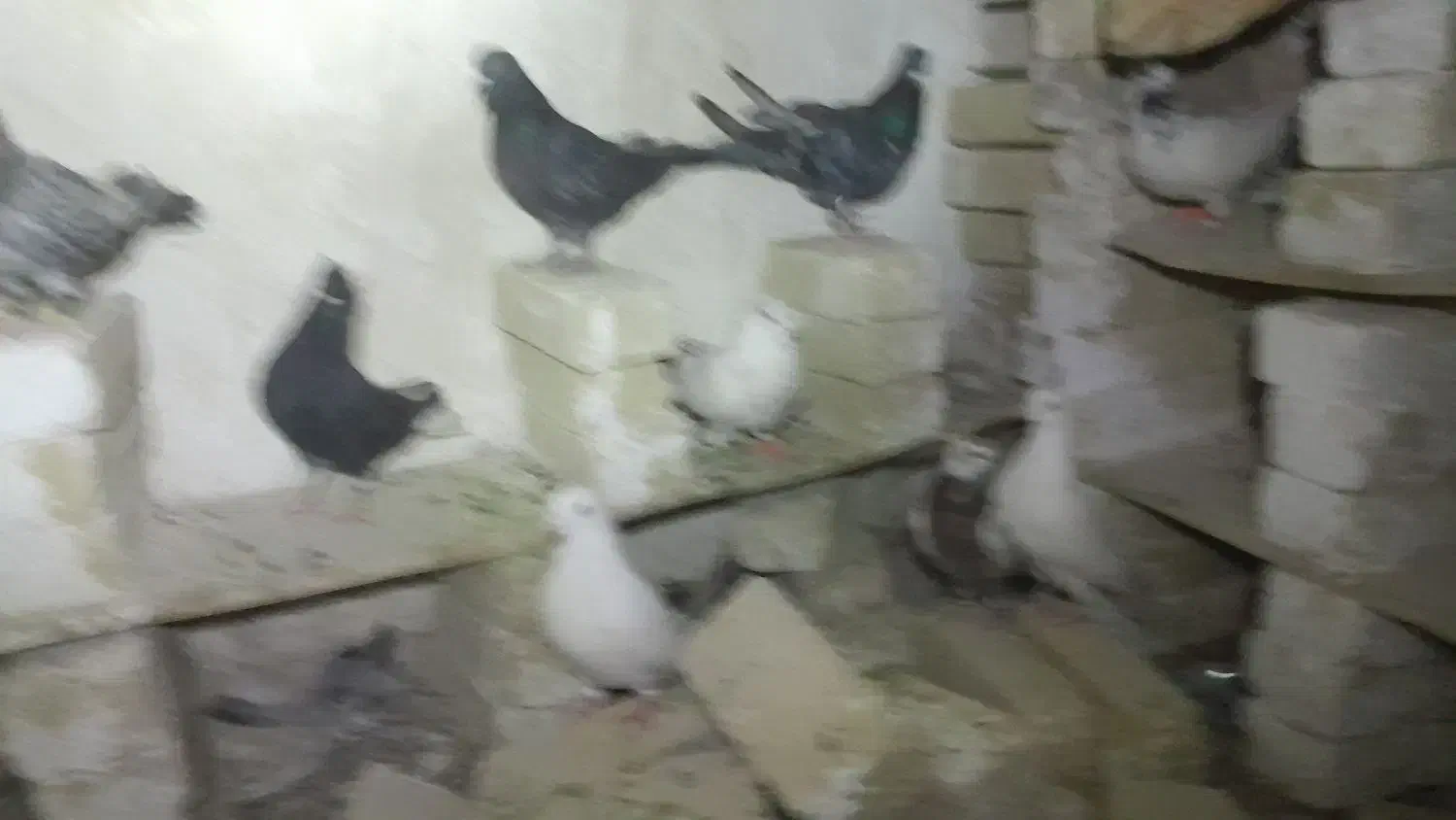 ۹تا کفتر|پرنده|شراء, |دیوار