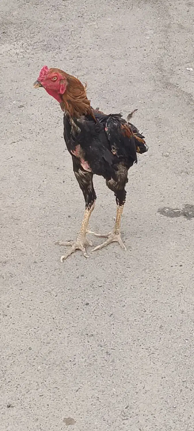 خروس لاری|حیوانات مزرعه|بهارستان, |دیوار