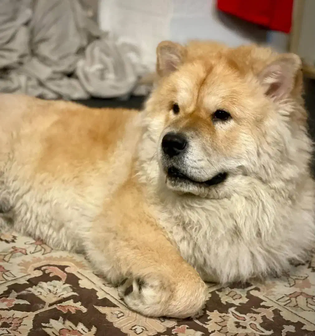 سگ چاو چاو نر هشت ماه‌و‌نیم|سگ|تهران, امین حضور|دیوار