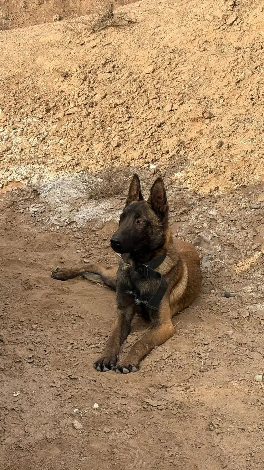 مالینویز|سگ|ماهدشت, |دیوار