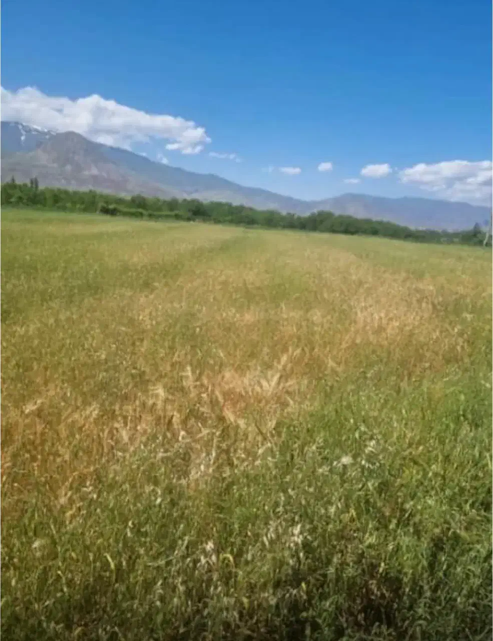 زمین|فروش زمین و ملک کلنگی|کشکسرای, |دیوار