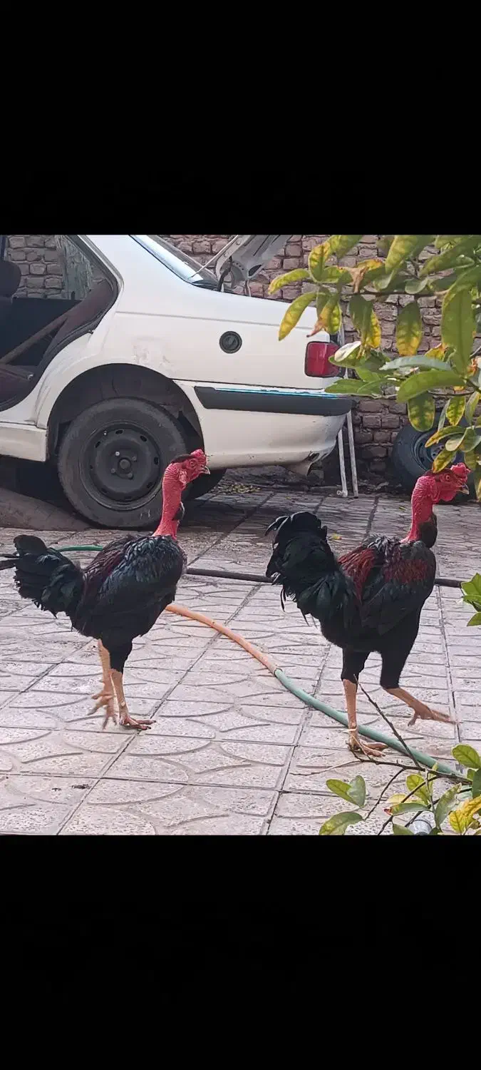 سبز|پرنده|بم, |دیوار