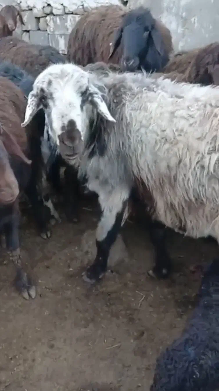 قوچ|حیوانات|مشهد, شهید بهشتی|دیوار