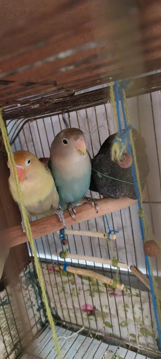 طوطی برزیلی جفت|پرنده|ری, فیروزآبادی|دیوار